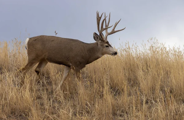 Mulo Cervo Buck Durante Rutt Colorado Autunno — Foto Stock