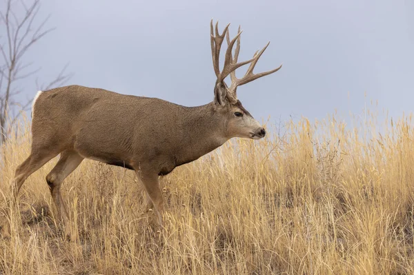 Mule Deer Buck Rutt Colorado Autumn — Stock Photo, Image