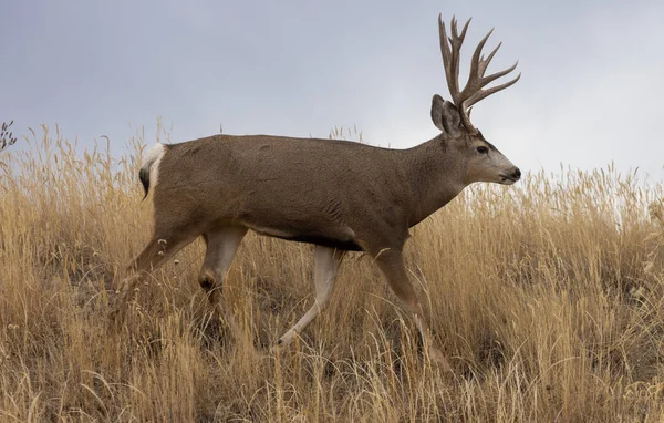秋天在科罗拉多州的小径上 一头骡鹿在奔跑 — 图库照片