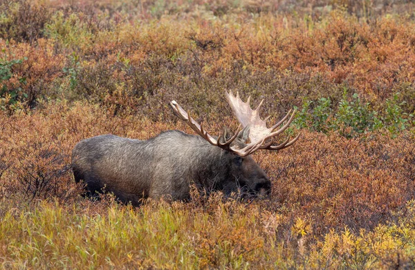 Tjur Alaska Yukon Älg Denali Nationalpark Alaska Hösten — Stockfoto