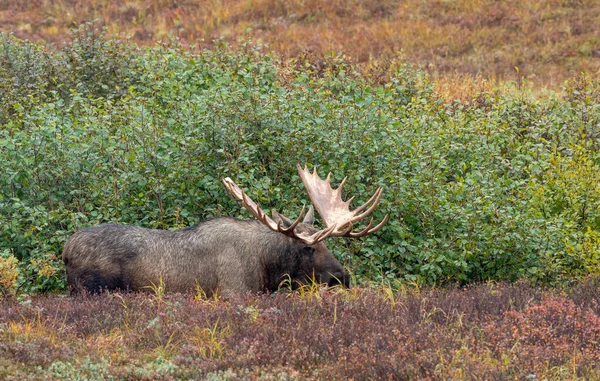 Een Stier Alaska Yukon Eland Denali National Park Alaska Herfst — Stockfoto