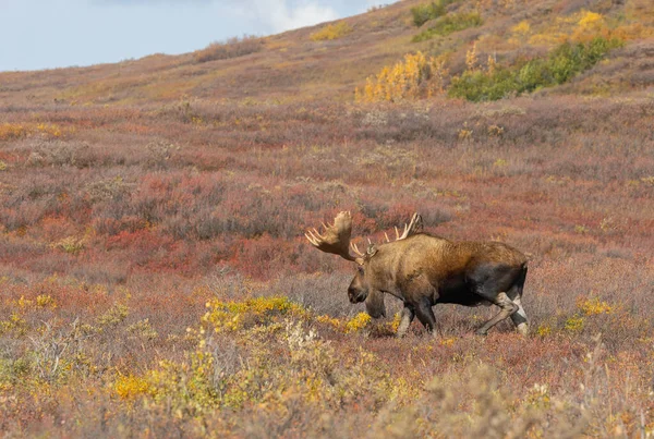 Býk Aljaška Yukon Los Národním Parku Denali Aljaška Podzim — Stock fotografie
