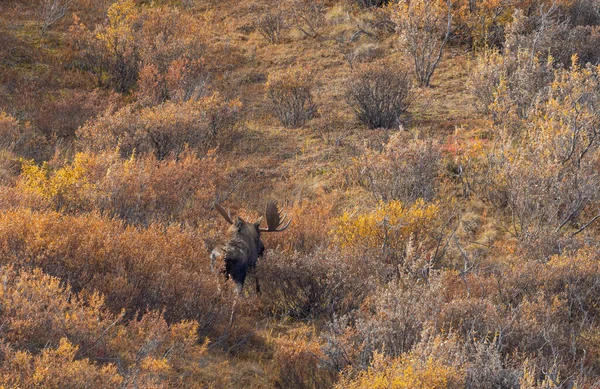 Taureau Alaska Yukon Orignal Dans Parc National Denali Alaska Automne — Photo