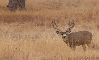 Colorado 'da sonbaharda tekdüze bir geyik.