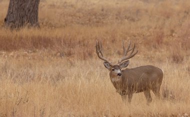 Colorado 'da sonbaharda tekdüze bir geyik.
