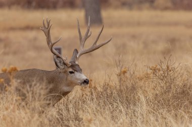 Colorado 'da sonbaharda tekdüze bir geyik.