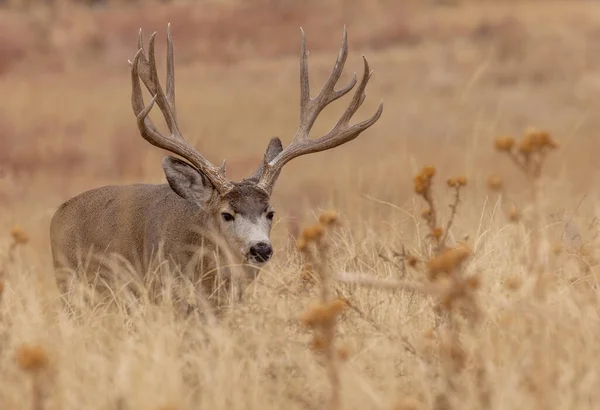 Ciervo Mula Buck Durante Rutina Otoño Colorado —  Fotos de Stock