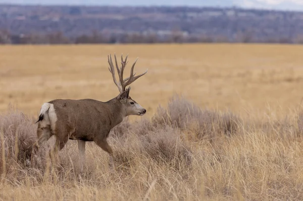 Buck Mule Deer Rut Fall Colorado — Stock Photo, Image