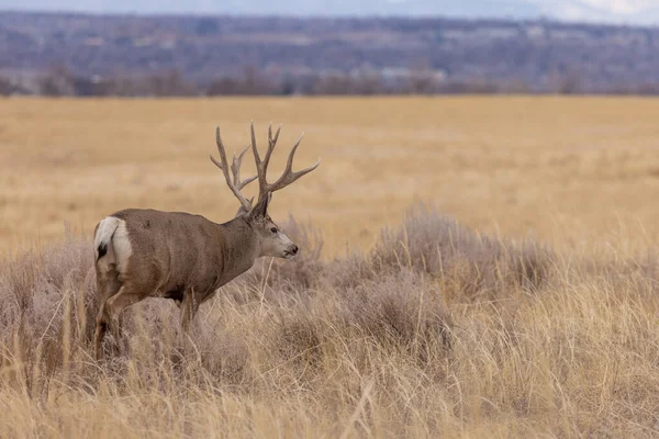Buck Mule Deer Rut Fall Colorado — Stock Photo, Image