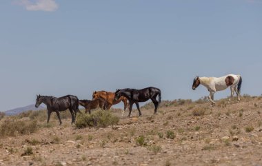 Utah Çölü'nde yaz aylarında vahşi atlar