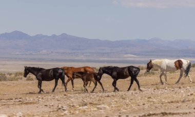 Utah Çölü'nde yaz aylarında vahşi atlar