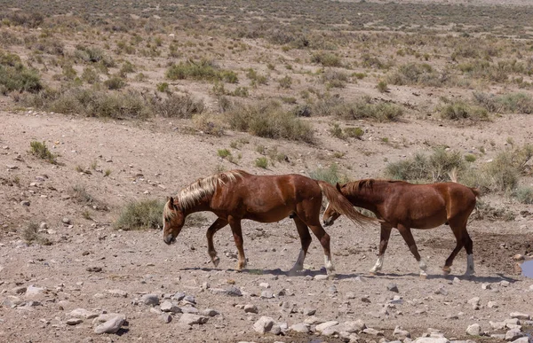 夏にユタ州の砂漠の野生の馬 — ストック写真