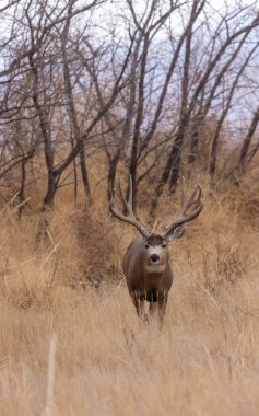 Colorado 'da sonbaharda monoton havada geyik avlardık.