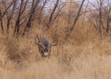 Colorado 'da sonbaharda monoton havada geyik avlardık.
