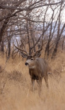 Colorado 'da sonbaharda monoton havada geyik avlardık.