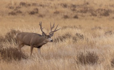 Colorado 'da sonbaharda monoton havada geyik avlardık.