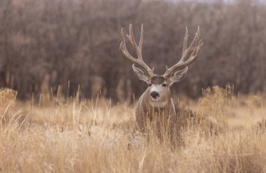 Colorado 'da sonbaharda monoton havada geyik avlardık.