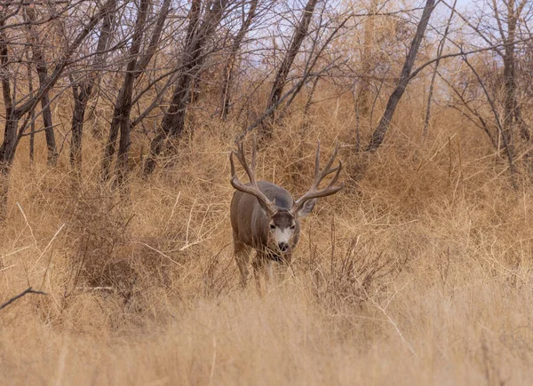 Mule Deer Buck Rut Autumn Colorado — Stockfoto