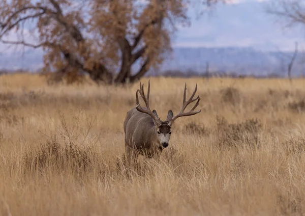 Mulo Cervo Buck Durante Carreggiata Autunno Colorado — Foto Stock