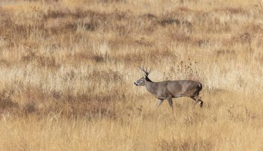 Sonbaharda Colorado 'da tekdüze bir geyik sürüsü