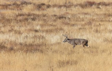 Sonbaharda Colorado 'da tekdüze bir geyik sürüsü