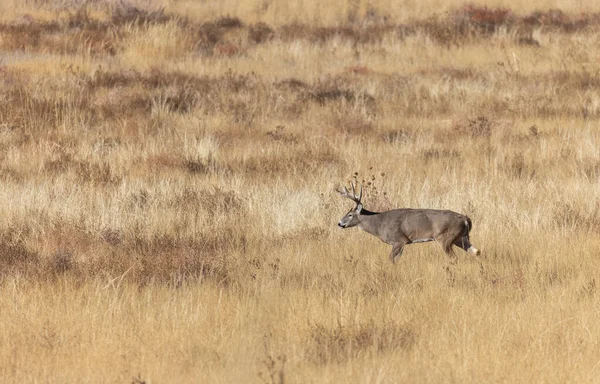 Een Buck Witstaart Hert Tijdens Sleur Colorado Herfst — Stockfoto
