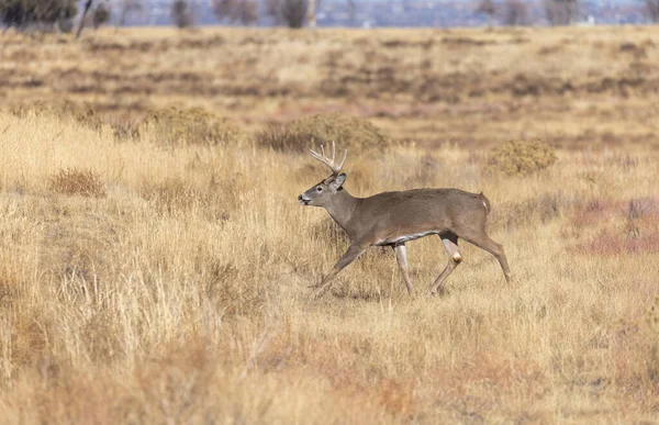 Ein Bock Weißnagelhirsch Beim Traben Colorado Herbst — Stockfoto