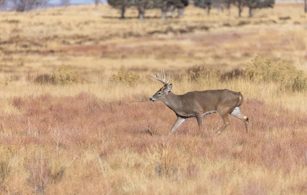 Egy Buck Fehérfarkú Szarvas Alatt Rutin Colorado Ősszel — Stock Fotó