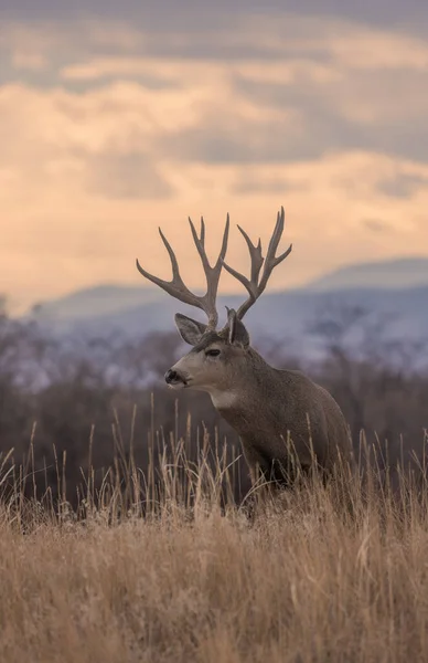 Mule Deer Buck Dans Cabane Automne Dans Colorado — Photo