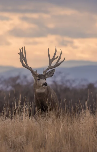 Mule Deer Buck Dans Cabane Automne Dans Colorado — Photo