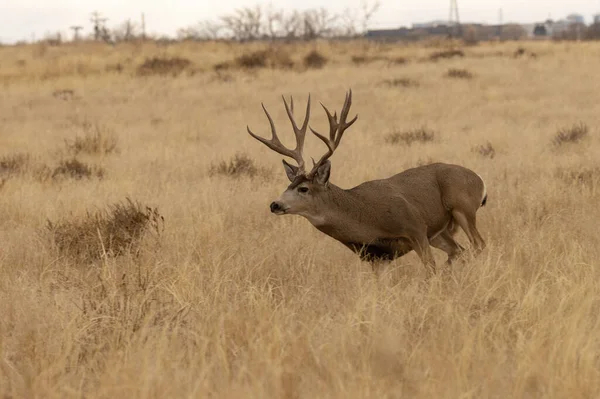 Mule Deer Buck Fall Rut Colorado — Stock Photo, Image