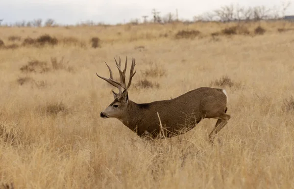 Mule Deer Buck Rutina Otoño Colorado —  Fotos de Stock