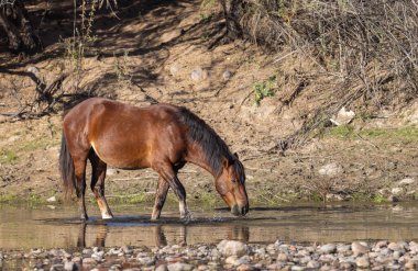 Arizona Çölü'nde tuz Nehri yakınında vahşi bir at