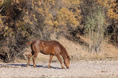 Arizona Çölü'nde tuz Nehri yakınında vahşi bir at