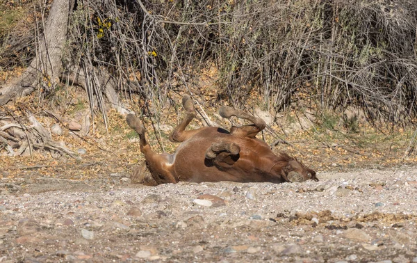 亚利桑那州沙漠附近的一匹野马 — 图库照片