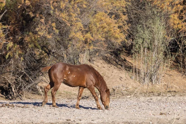 アリゾナ州の砂漠の塩の川の近くの野生の馬 — ストック写真