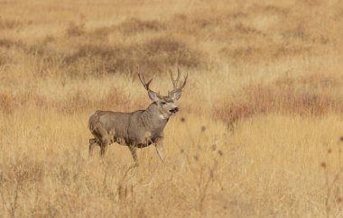 Colorado 'da sonbahar monotonluğu sırasında geyik avı.