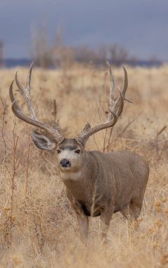 Colorado 'da sonbahar monotonluğu sırasında geyik avı.