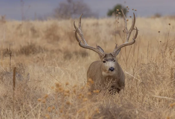 Ciervo Mula Buck Durante Rutina Otoño Colorado —  Fotos de Stock