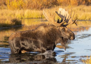Wyoming 'de sonbaharda bir boğa geyik çiftleşmesi yaşarmış.