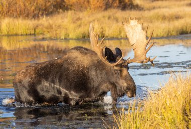 Wyoming 'de sonbaharda bir boğa geyik çiftleşmesi yaşarmış.