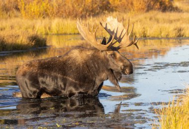 Wyoming 'de sonbaharda bir boğa geyik çiftleşmesi yaşarmış.