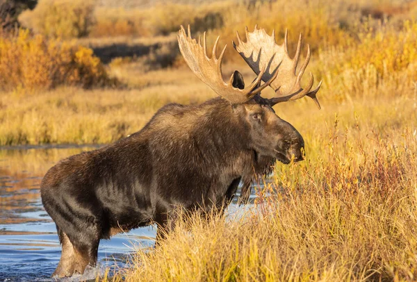 Toro Shiras Alce Durante Rutina Wyoming Otoño —  Fotos de Stock