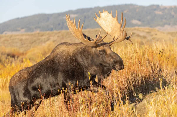 Łoś Bull Shiras Podczas Rutyny Wyoming Jesienią — Zdjęcie stockowe