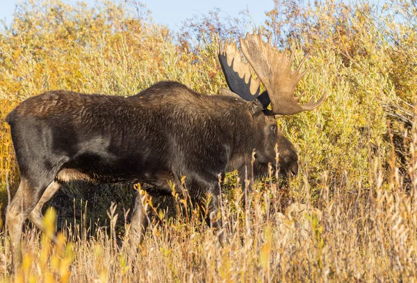 Egy Bikasiras Jávorszarvas Rutin Alatt Wyoming Ősszel — Stock Fotó