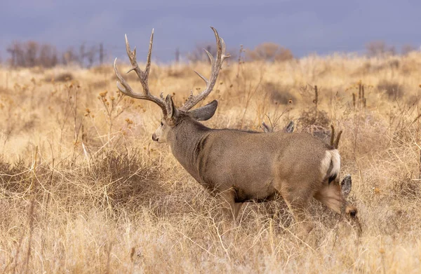 Een Ezel Hert Bok Tijdens Sleur Herfst Colorado — Stockfoto