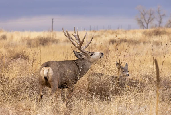 コロラド州の秋のラバ鹿の背中 — ストック写真