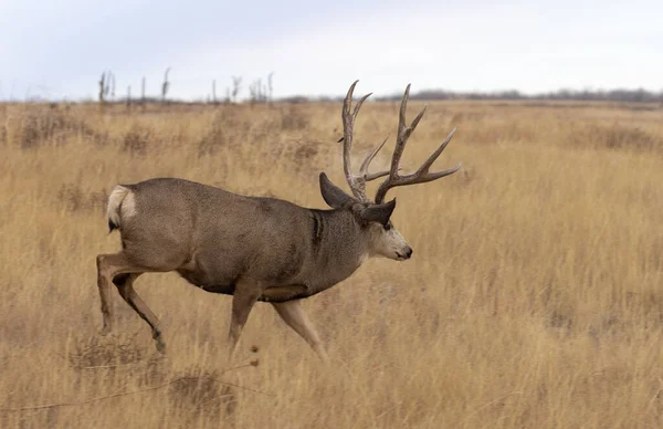Mule Deer Buck Rut Autumn Colorado — ストック写真