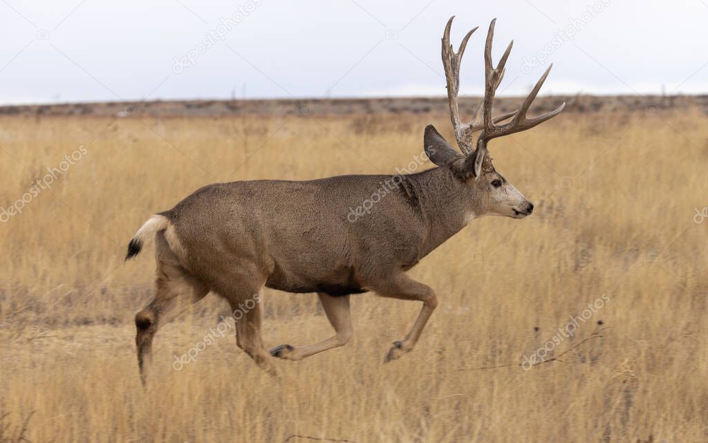 a mule deer buck during the rut in autumn in Colorado