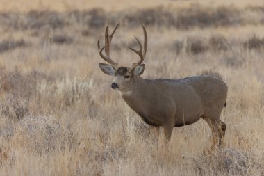 Colorado 'da sonbahar monotonluğu sırasında bir geyik.